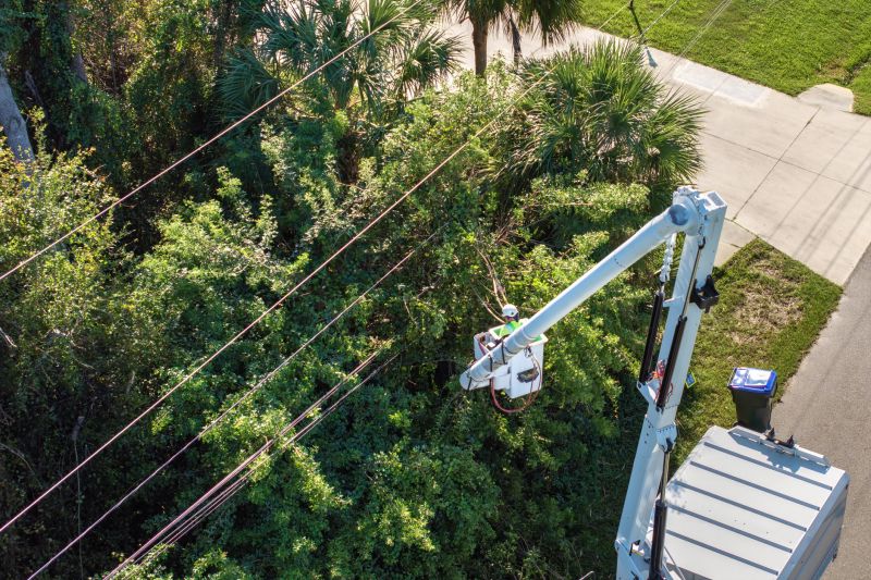 Tree Cabling Service